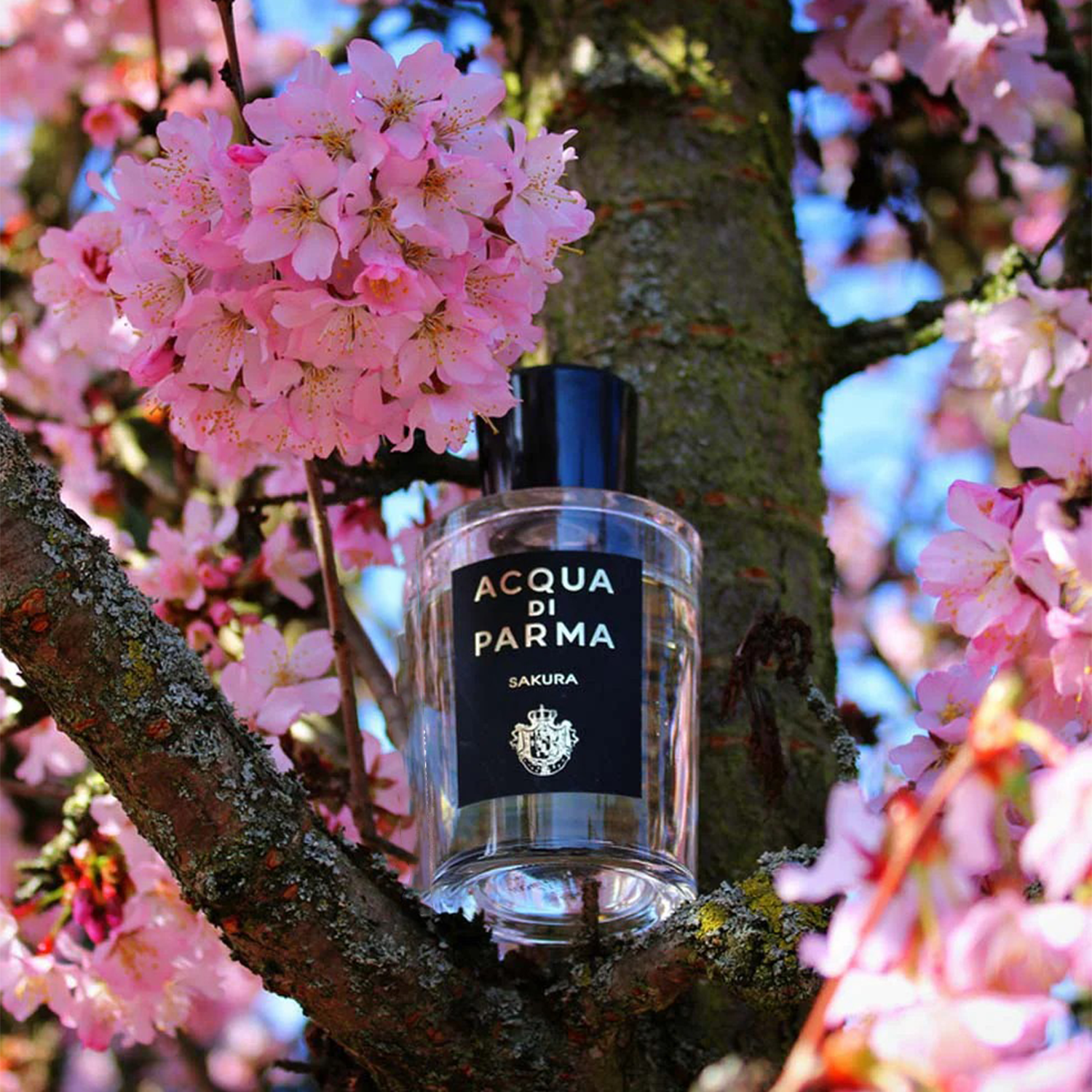 Acqua Di Parma Signatures Of The Sun Discovery Set 2
